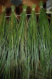 Sweetgrass hanging to cure