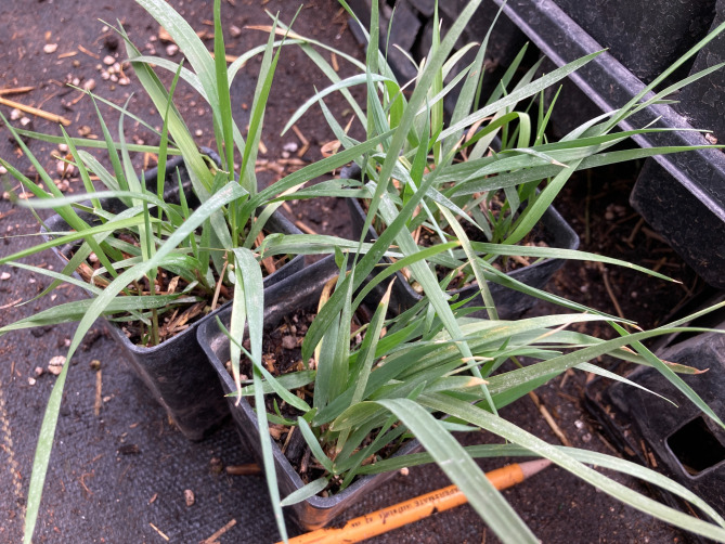 One 2.5" potsworth = one sweetgrass gift