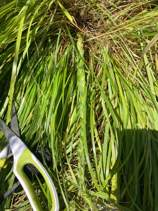 Braiding sweetgrass ...