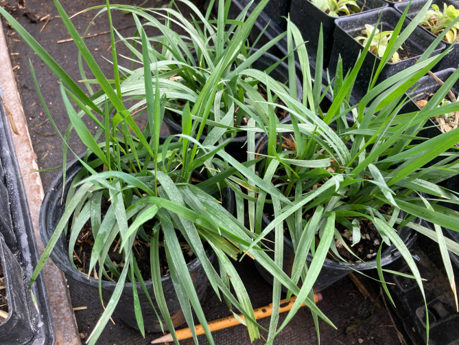 Summer sweetgrass shoots in pots
