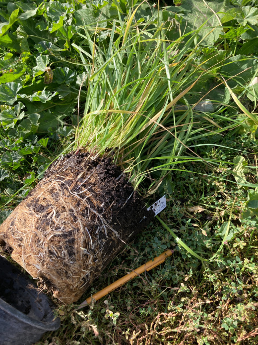 Big sweetgrass - wowza the roots!
